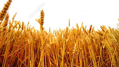 Wheat ears in the agricultural cultivated field over white background.