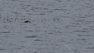 Video of waterfowl in spring