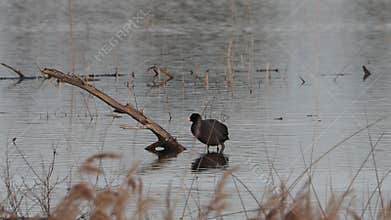 Video of waterfowl in spring
