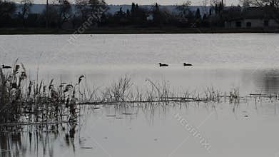 Video of waterfowl in spring