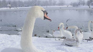 Mute Swan - Cygnus olor