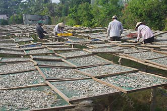 Vietnamese fish sauce factory