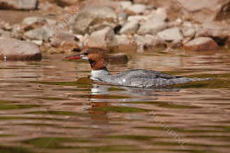 A hooded merganser swimming in the waters of the Baskatong Reservoir, Quebec, Canada