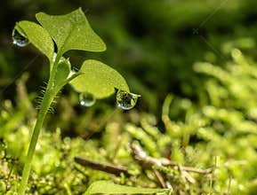 Fresh Green Seedling with Dew Drops in Morning Light