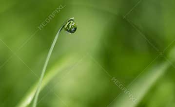 Minimal Dew Drop on Grass Blade with Soft Green Bokeh