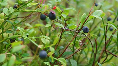 Bush of a ripe bilberry