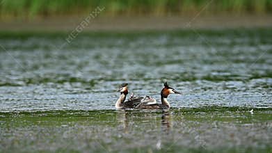 Great Crested Grebe Carrying Chicks On Back