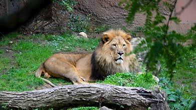 African Lion close up view resting at the John Ball zoo in Grand Rapids, Michigan