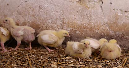 young broiler chickens at a large poultry farm