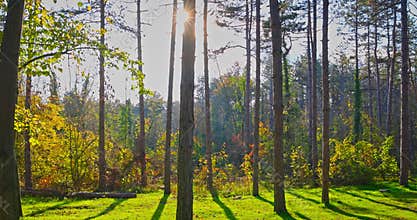 Autumn Forest Landscape With Sunlit between Tall Trees and Golden Foliage in Sunset Light video