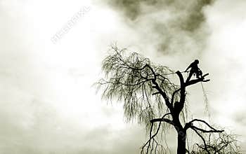 Tree surgery