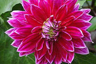 Closeup of a Dahlias flower