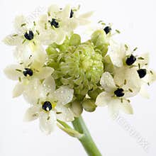 Star of bethlehem flower