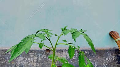 Green tomato leaves (Solanum lycopersicum) with a pinnate structure and serrated edges