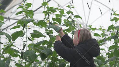 A blonde girl picks a cucumber root from a bush in a large greenhouse before the New Year.