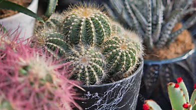 Cacti in pots displayed at a plant market
