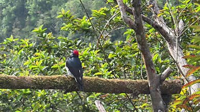 The acorn woodpecker, Melanerpes formicivorus is a medium-sized woodpecker
