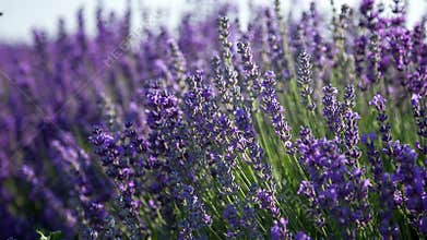 Flowering sprigs of lavender