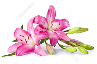 Pink lily flower isolated on white