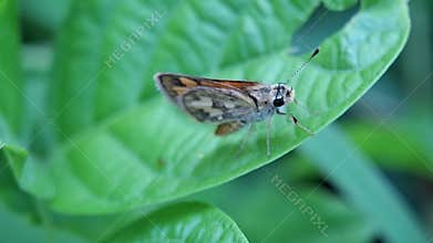 Southern Dart Moth Resting on a leaf, Ocybadistes walkeri