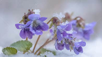 Beautiful Wild Violets Blooming Through a Blanket of Pristine White Snow