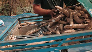Farmer unloading cassava roots onto a cutting machine. Agricultural industry showing the process of cutting raw tapioca