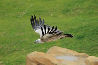 Flying himalayan vulture
