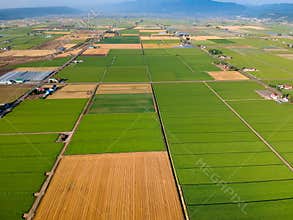 Aerial Patchwork of Green Farmland in Rural Valley of Japan