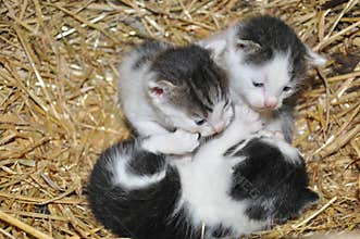 Small kittens in a basket with straw