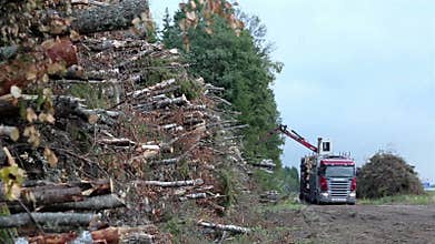 A closer view of the tiny trees that are cut
