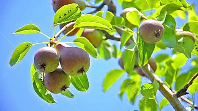 Ripening pear on a tree