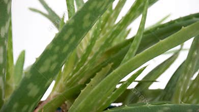 Close up of aloe vera leaves on isolated white background