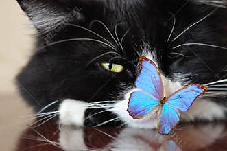 Black cat and blue butterfly