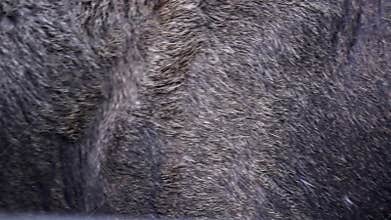 Eyes of the black moose skin