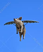 When Pigs Fly