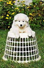 Cute malamut puppy