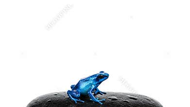 Blue Poison Dart Frog on a Dark Rock with White Background
