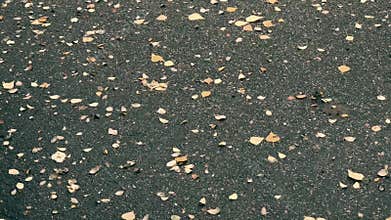 Brightly colored autumn leaves lie on black asphalt. Autumn background. Wet autumn leaves close-up in vibrant shades of bright