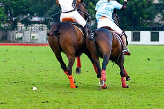 Powerful Polo Horse in Action on Green Field
