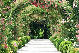 Rose Arch In the Garden