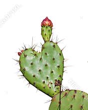 Heart shaped prickly pear cactus valentine