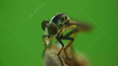 Robber fly feeding on another bug close up insect footage
