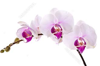 A branch of white beautiful orchid in white background.