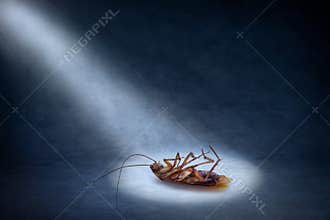 Dead Cockroach Insect Pest Control