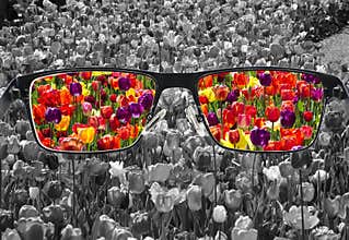 Through glasses frame. Colorful view of colorful tulips in glasses and monochrome background. Different world perception