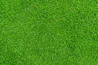 Green grass texture background, Top view of grass garden Ideal concept used for making green flooring, lawn for training football