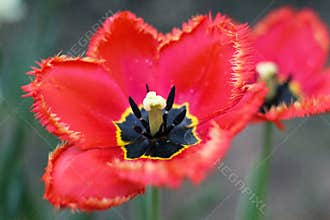 Shaggy red tulips with black centers. Macro.