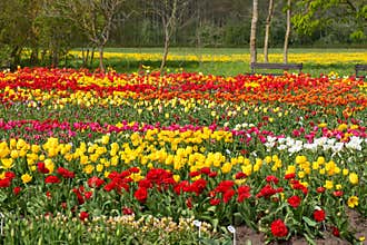 Meadow of colorful tulips, spring blooms, nature background, cultivation, Burbiskis, Lithuania
