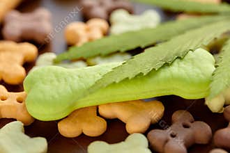 CBD cannabidiol and medical marijuana treat for pets, food delicacy for dogs and cats with a green leaf of hemp close-up. Bone-