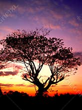 Sunset and tree 01